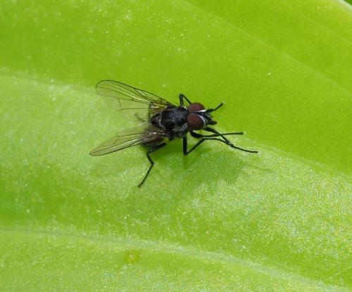 Réf. 229 453 : Anthomyiinae inconnu